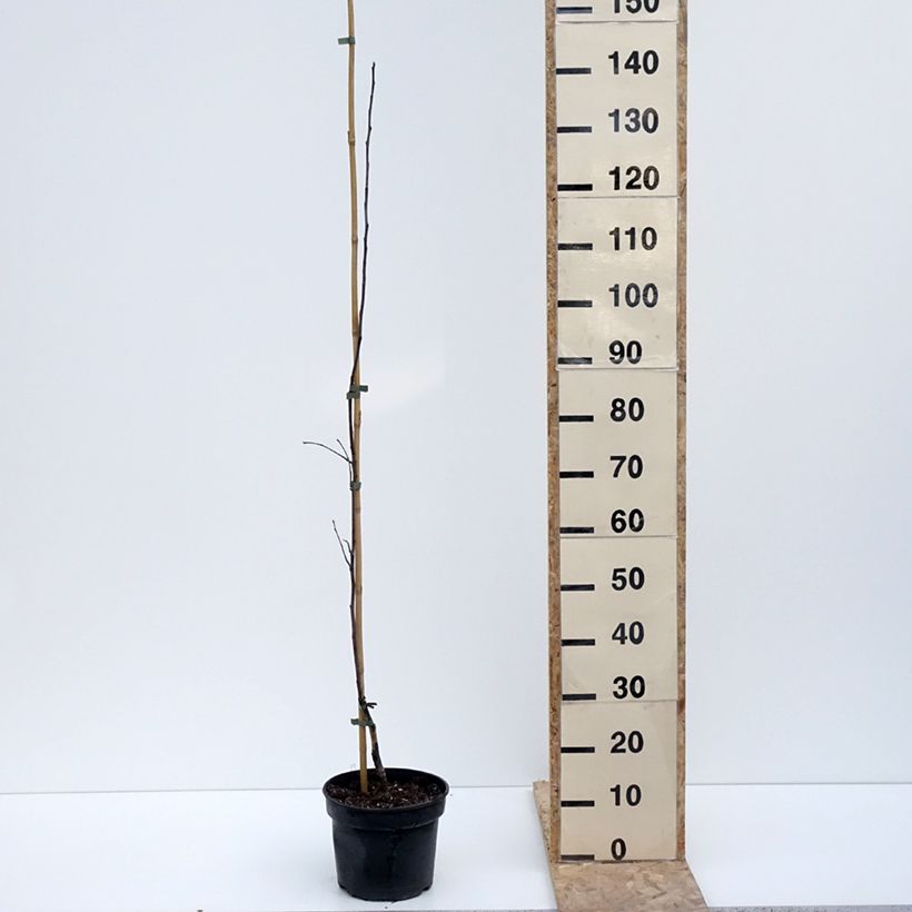 Exemplaar van Appelboom Antonówka Półtorapoundowa Pot van 4 l/5 l, Onderstam zoals geleverd in de winter