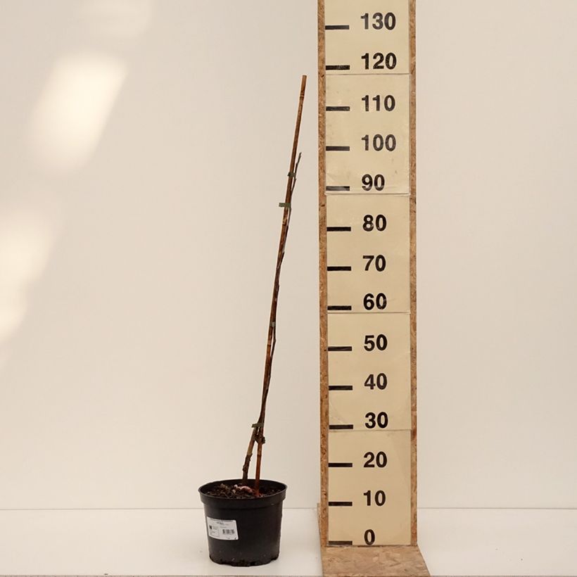 Exemplaar van Pommier Antonówka Zwykła Pot de 4L/5L, Scion zoals geleverd in de winter