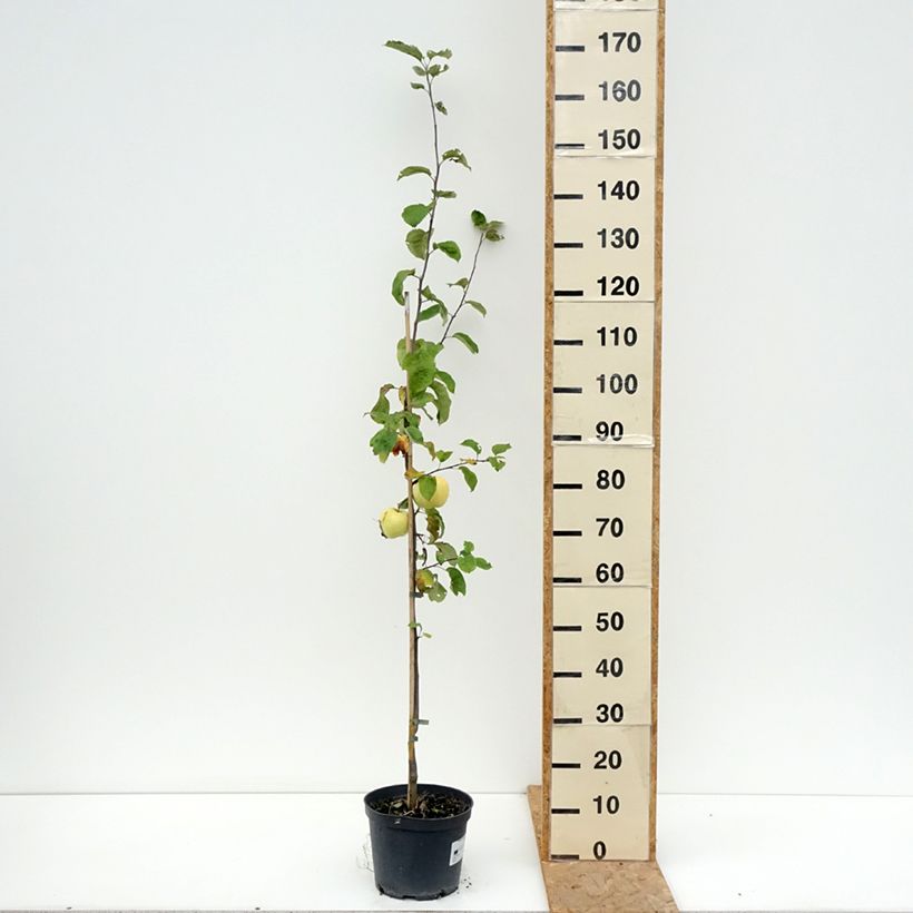 Exemplaar van Appelboom Antonówka Zwykła Pot van 4 l/5 l, Onderstam zoals geleverd in de zomer