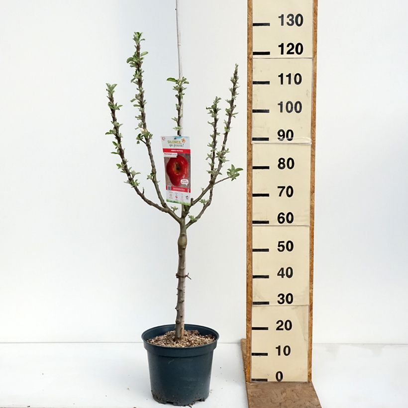 Exemplaar van Appelboom Api Etoilé Pot van 7,5 l/10 l, Kelkvormig zoals geleverd in de lente
