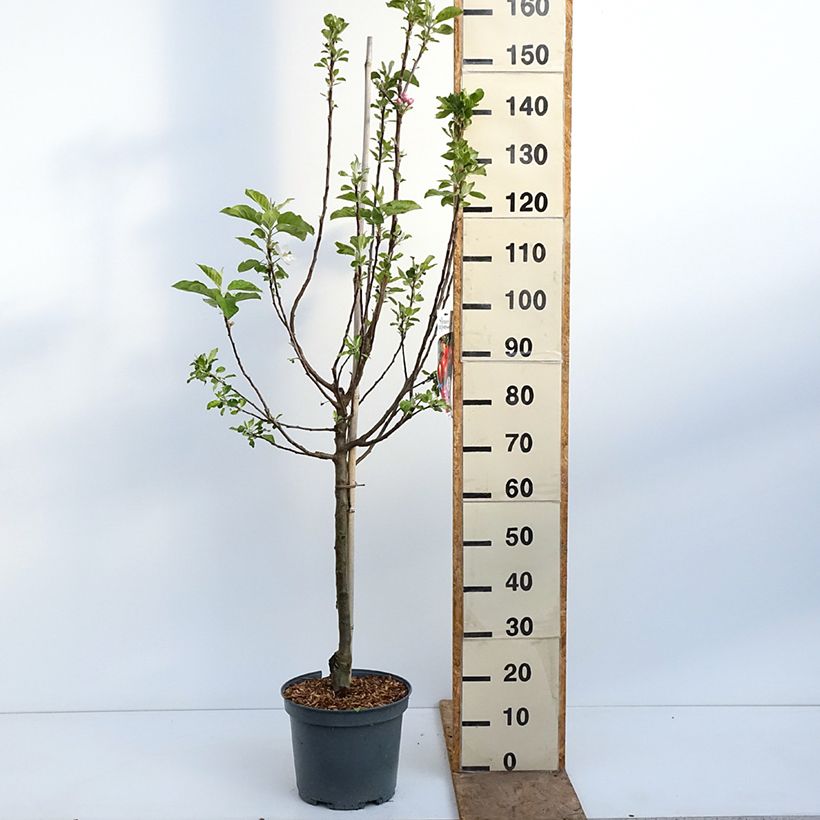 Exemplaar van Appelboom Ariane Pot van 7,5 l/10 l, Kelkvormig zoals geleverd in de lente