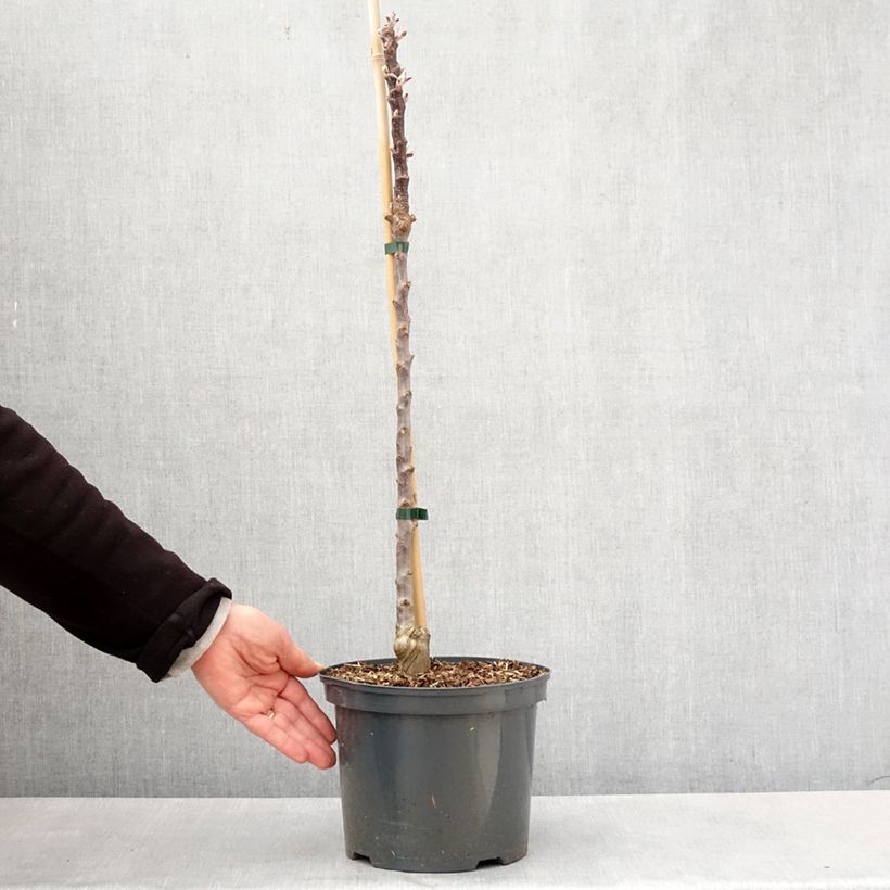 Exemplaar van Malus Ballerina Red Leaf - Appelboom Pot van 4 l/5 l zoals geleverd in de lente