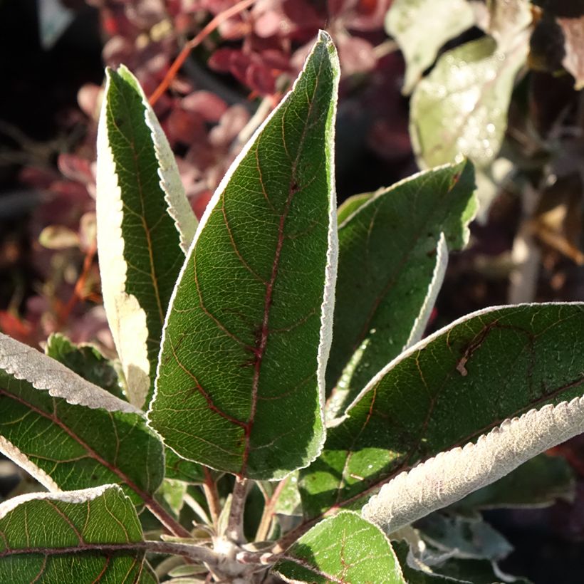 Malus Ballerina Red Leaf - Appelboom (Blad)