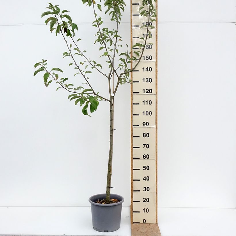 Exemplaar van Appelboom Belchard Pot van 12 l/15 l, Half-hoge stam zoals geleverd in de zomer