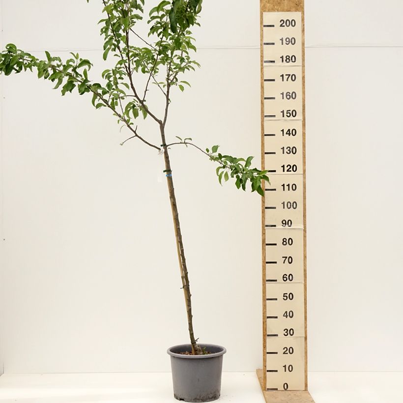 Exemplaar van Appelboom Belchard Pot van 12 l/15 l, Half-hoge stam zoals geleverd in de lente