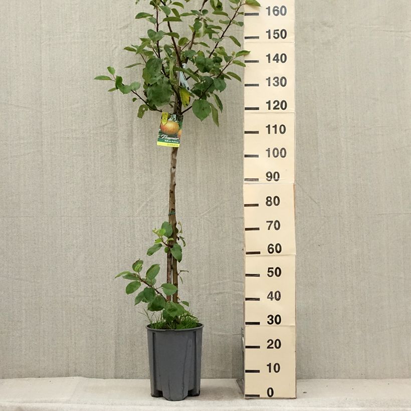 Exemplaar van Appelboom Belle de Boskoop Pot van 7,5 l/10 l, Half-hoge stam zoals geleverd in de zomer