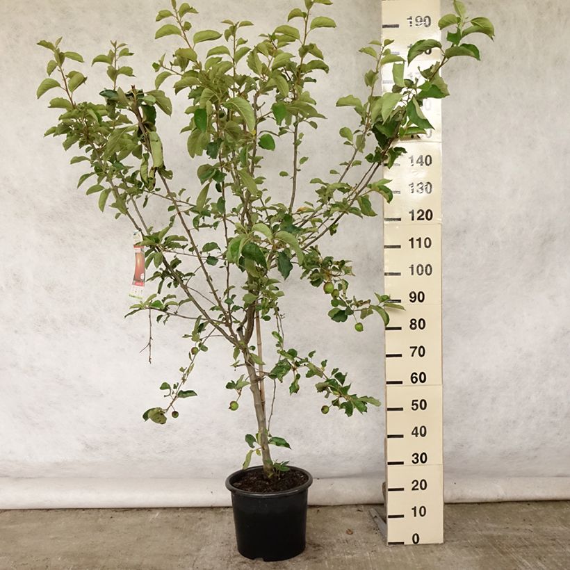 Exemplaar van Appelboom Belle de Boskoop Pot van 7,5 l/10 l, Kelkvormig zoals geleverd in de zomer