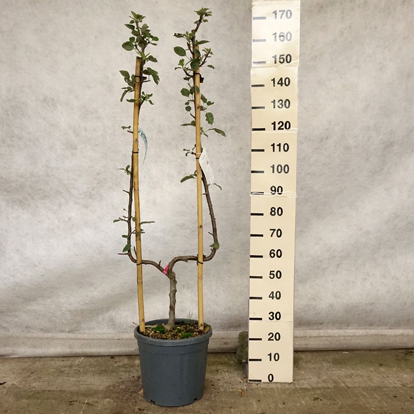 Exemplaar van Appelboom Belle de Boskoop Pot van 12 l/15 l, Enkel U-palmet zoals geleverd in de herfst