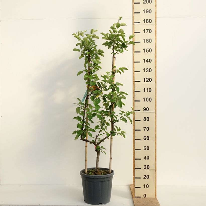 Example of Appelboom Belle de Boskoop Pot van 12 l/15 l, Enkel U-palmet as you get in printemps