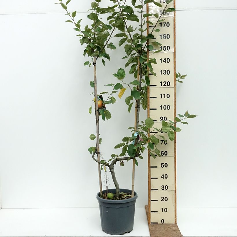 Exemplaar van Appelboom Belle de Boskoop Pot van 12 l/15 l, Enkel U-palmet zoals geleverd in de zomer