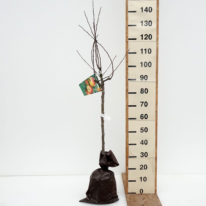 Exemplaar van Appelboom Belle Fille de Salins Plantklare kluit, Kelkvormig zoals geleverd in de winter