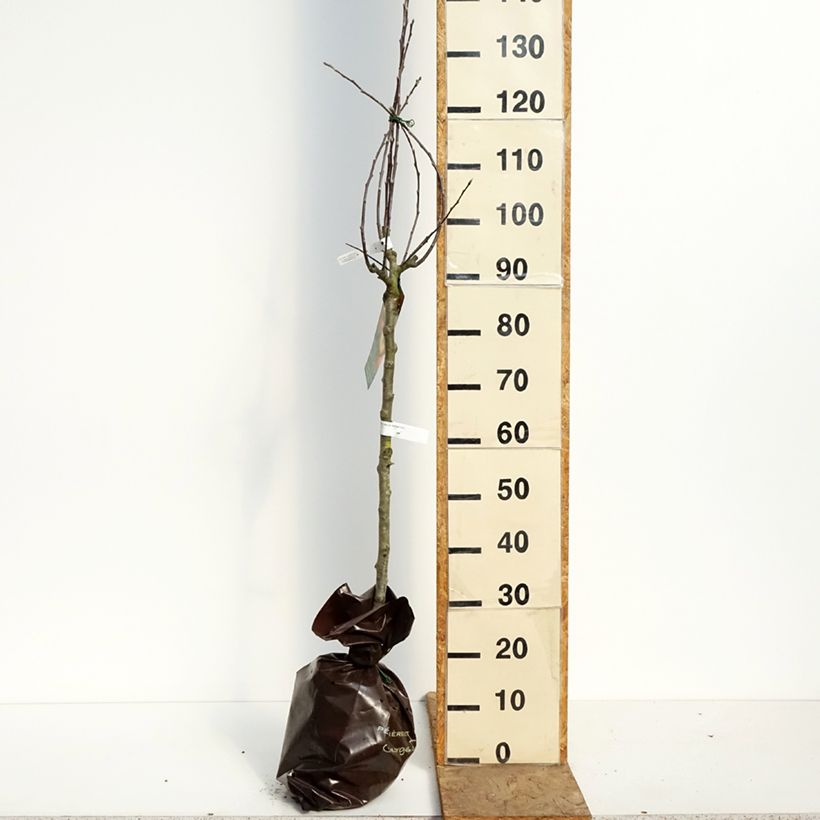Exemplaar van Appelboom Belle Fille de Salins Plantklare kluit, Kelkvormig zoals geleverd in de lente
