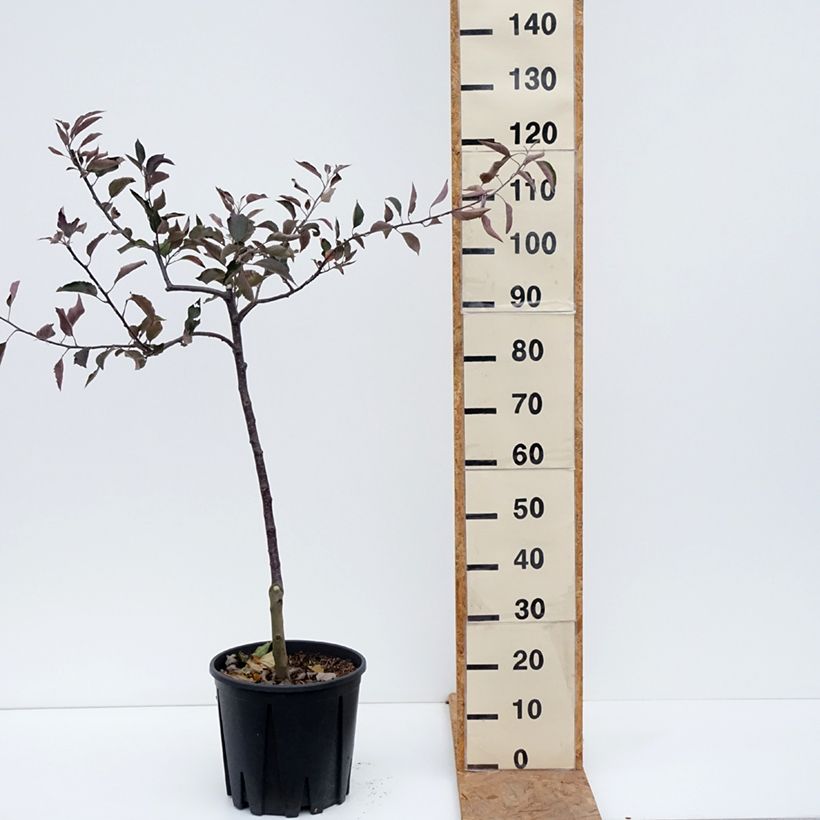 Exemplaar van Bloedappelboom Blush Rosette Pot van 7,5 l/10 l, Kelkvormig zoals geleverd in de herfst
