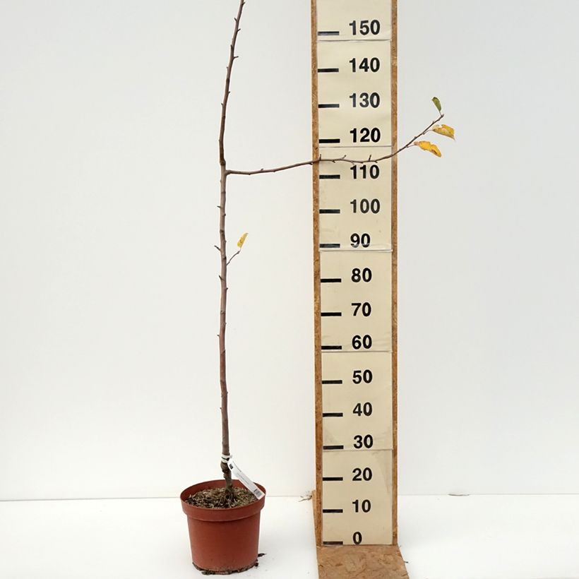 Exemplaar van Appelboom Bon père Pot van 7,5 l/10 l, Onderstam zoals geleverd in de herfst