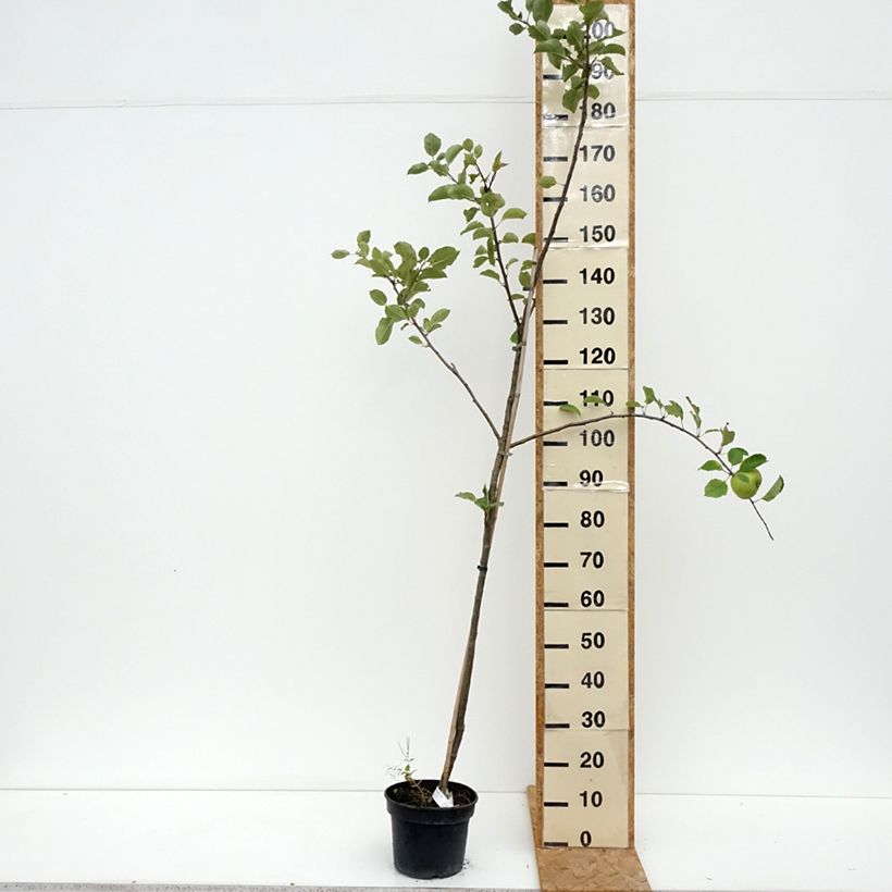 Exemplaar van Appelboom Bramley's Seedling - Malus domestica Pot van 4 l/5 l, Onderstam zoals geleverd in de zomer