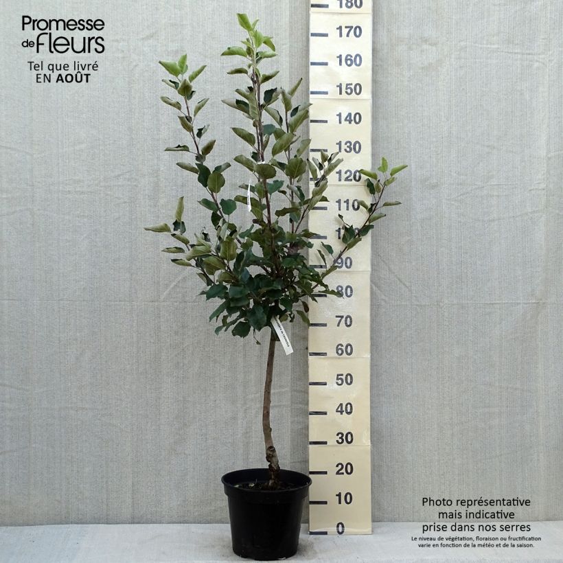 Exemplaar van Appelboom Witte Winter Calville Pot van 7,5 l/10 l, Kelkvormig zoals geleverd in de zomer