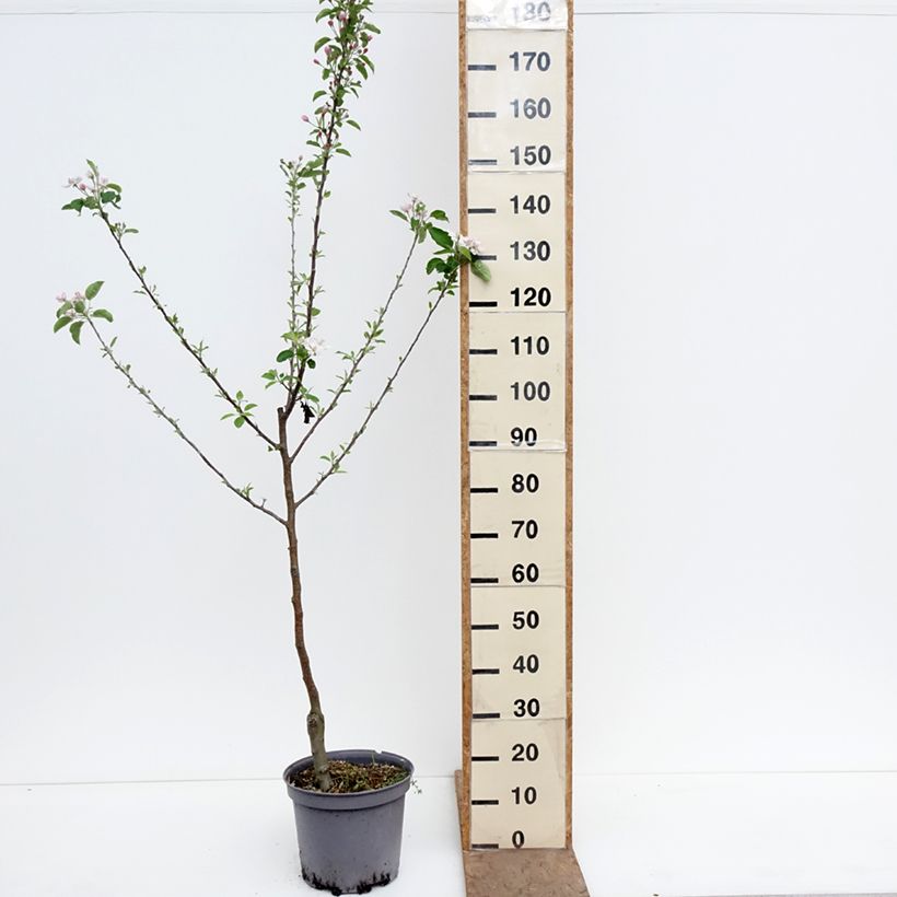 Exemplaar van Appelboom Witte Winter Calville Pot van 7,5 l/10 l, Kelkvormig zoals geleverd in de lente