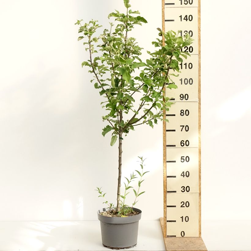 Example of Appelboom Rode Winter Calville Pot van 7,5 l/10 l, Kelkvormig as you get in printemps