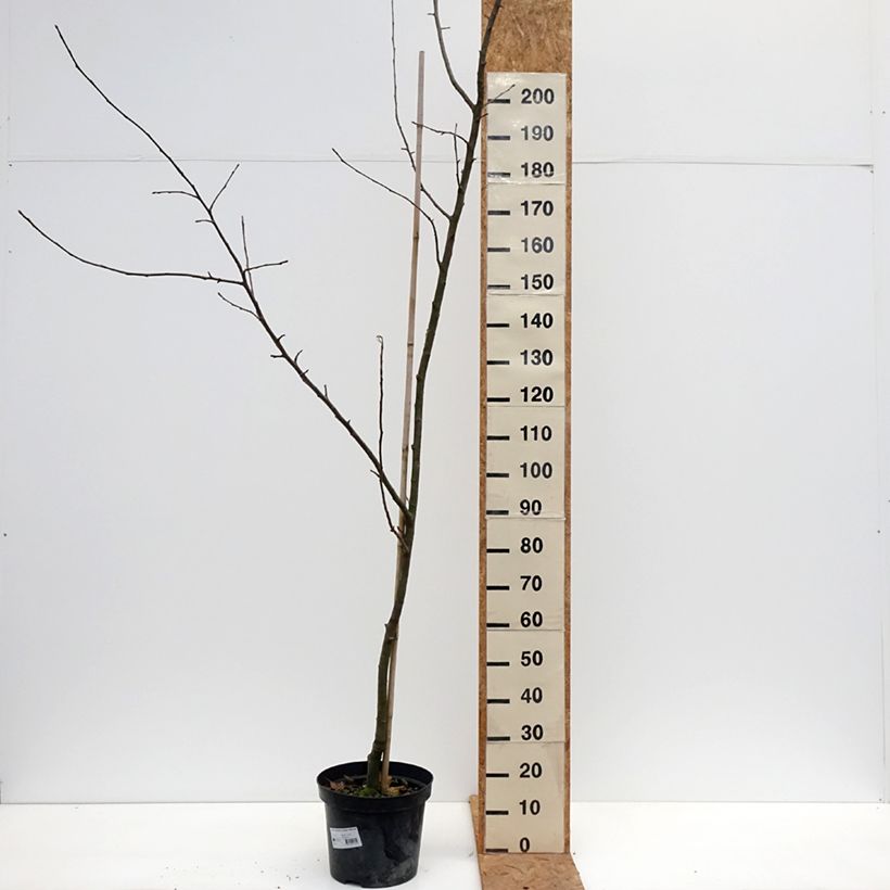 Exemplaar van Appelboom Kaiser Wilhelm Pot van 7,5 l/10 l, Onderstam zoals geleverd in de herfst