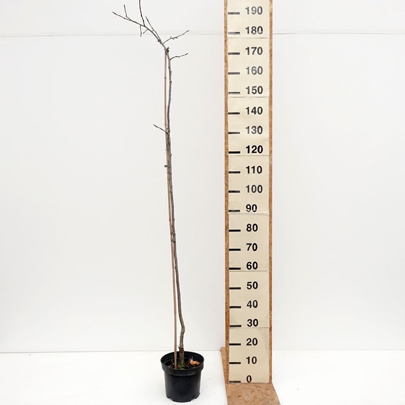 Exemplaar van Appelboom Charłamowskie Pot van 4 l/5 l, Onderstam zoals geleverd in de herfst