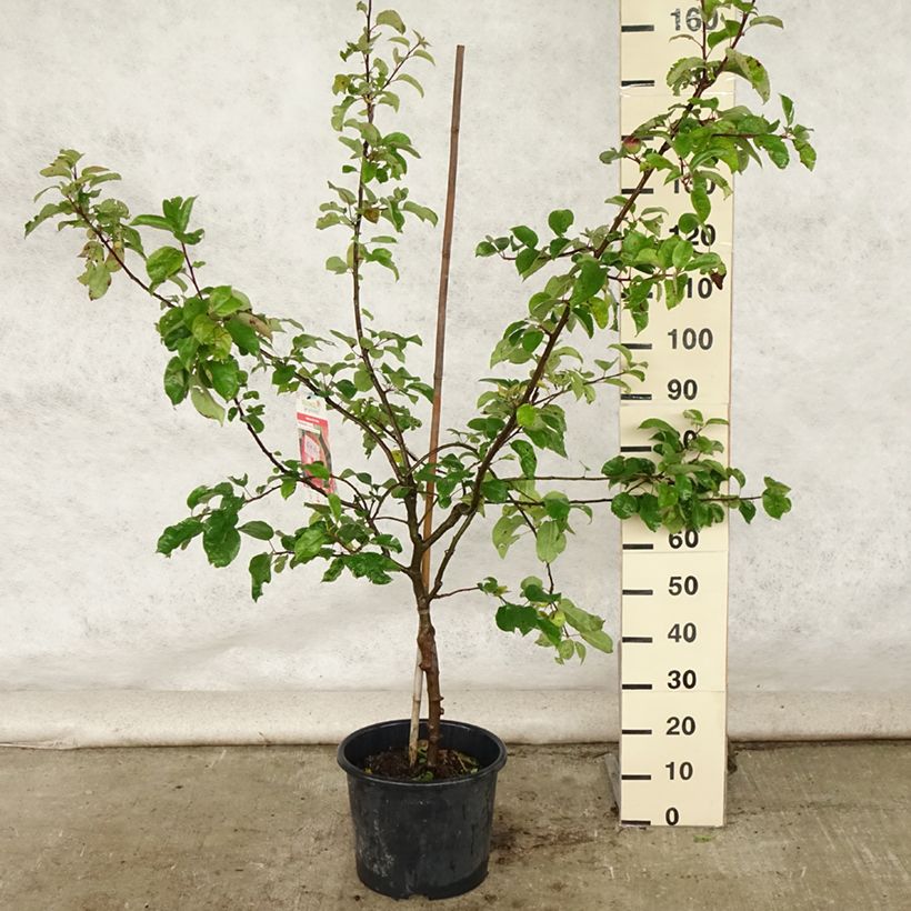 Exemplaar van Appelboom Choupette Pot van 7,5 l/10 l, Kelkvormig zoals geleverd in de zomer