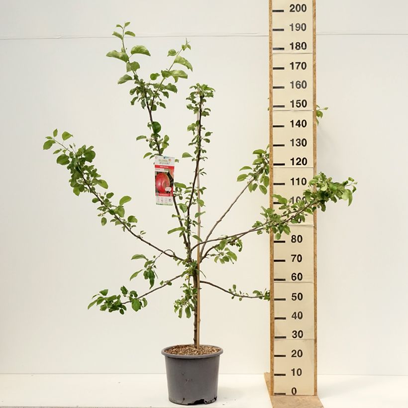 Exemplaar van Appelboom Choupette Pot van 7,5 l/10 l, Kelkvormig zoals geleverd in de lente