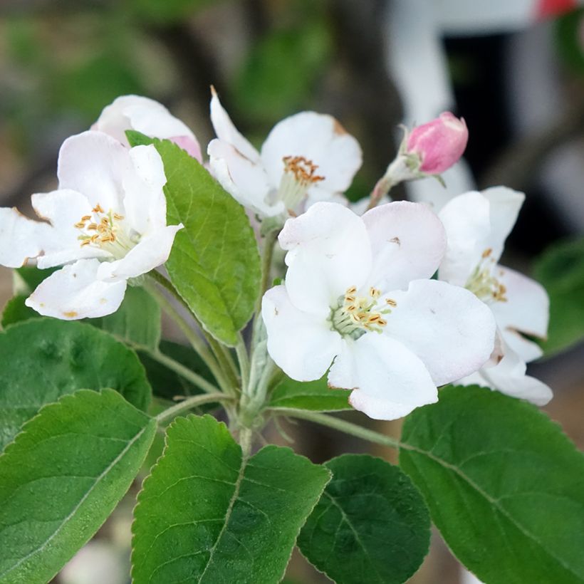 Appelboom Choupette (Bloei)