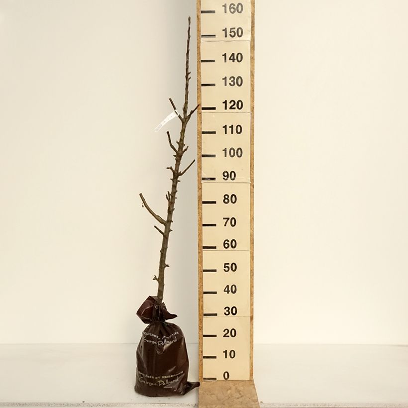 Exemplaar van Zuilvormige appelboom Azay-Le-Rideau Plantklare kluit, Zuilvormig zoals geleverd in de lente