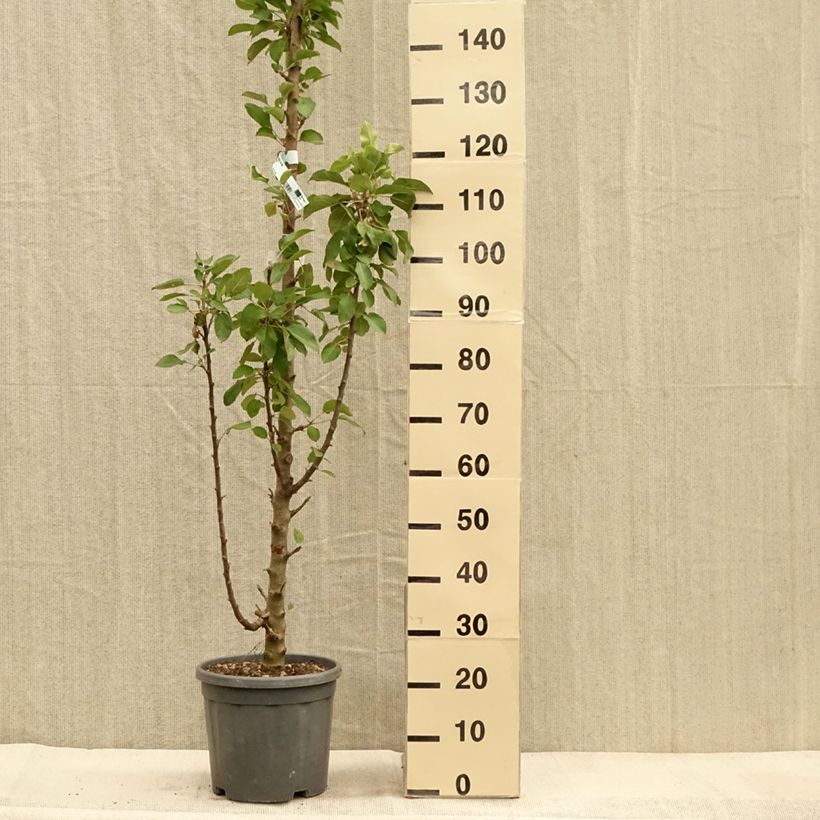 Exemplaar van Pommier colonnaire Ballerina Bolero Pot van 7,5 l/10 l, Zuilvormig zoals geleverd in de herfst