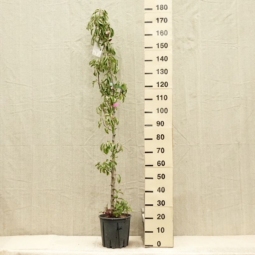 Exemplaar van Zuilvormige appelboom Ballerina Polka Pot van 7,5 l/10 l, Zuilvormig zoals geleverd in de zomer