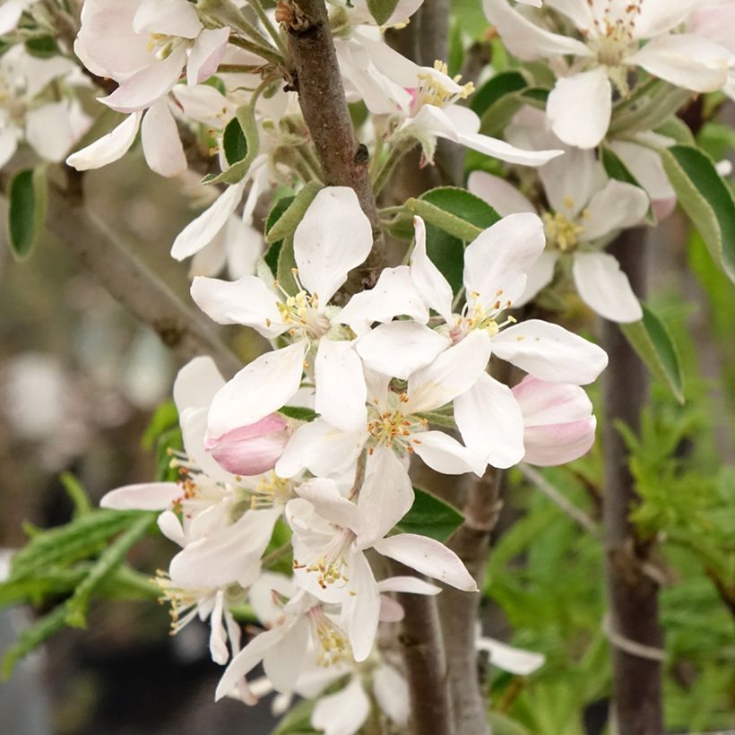 Zuilvormige appelboom Ballerina Polka (Bloei)