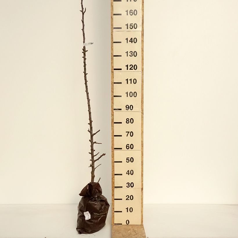 Exemplaar van Zuilvormige appelboom Chenonceau - Georges Delbard Plantklare kluit, Zuilvormig zoals geleverd in de lente