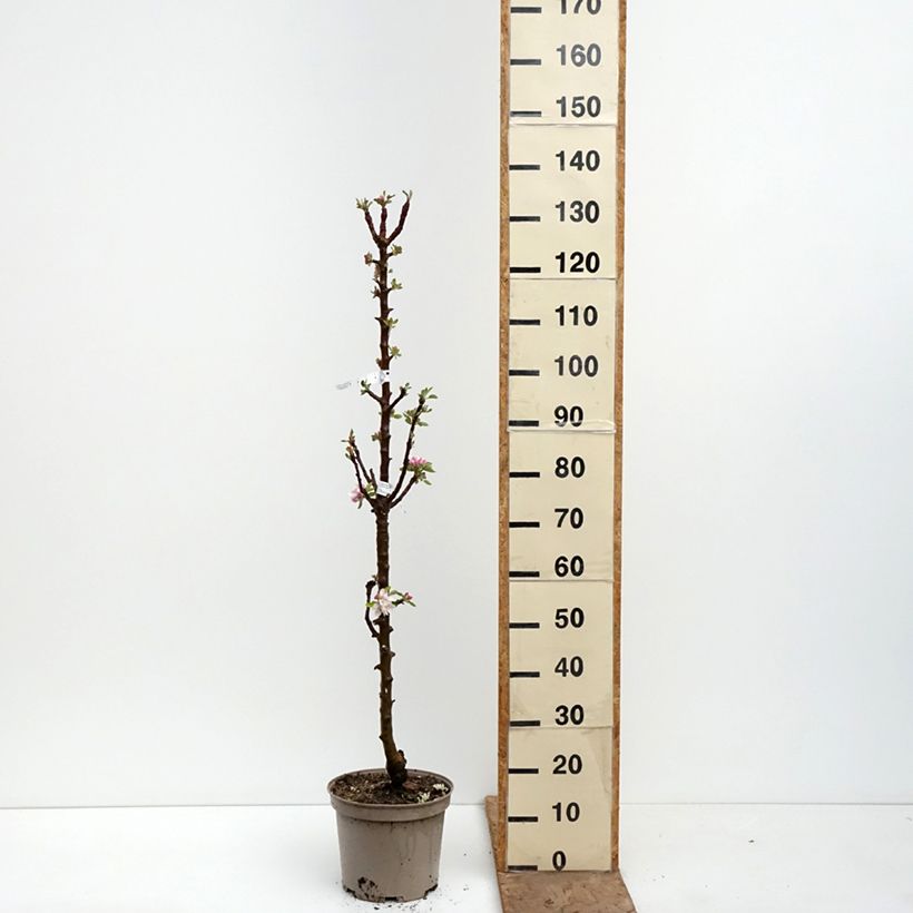 Exemplaar van Zuilvormige appelboom Cheverny - Georges Delbard Pot van 7,5 l/10 l zoals geleverd in de lente