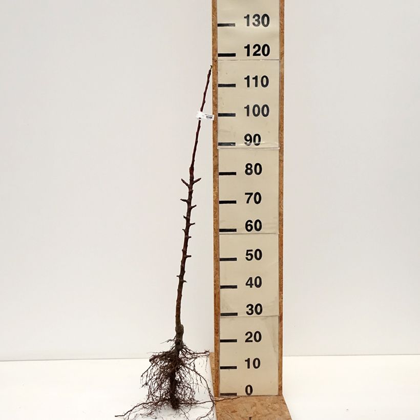 Exemplaar van Zuilvormige appelboom Cheverny - Georges Delbard Naakte wortel, Zuilvormig zoals geleverd in de winter