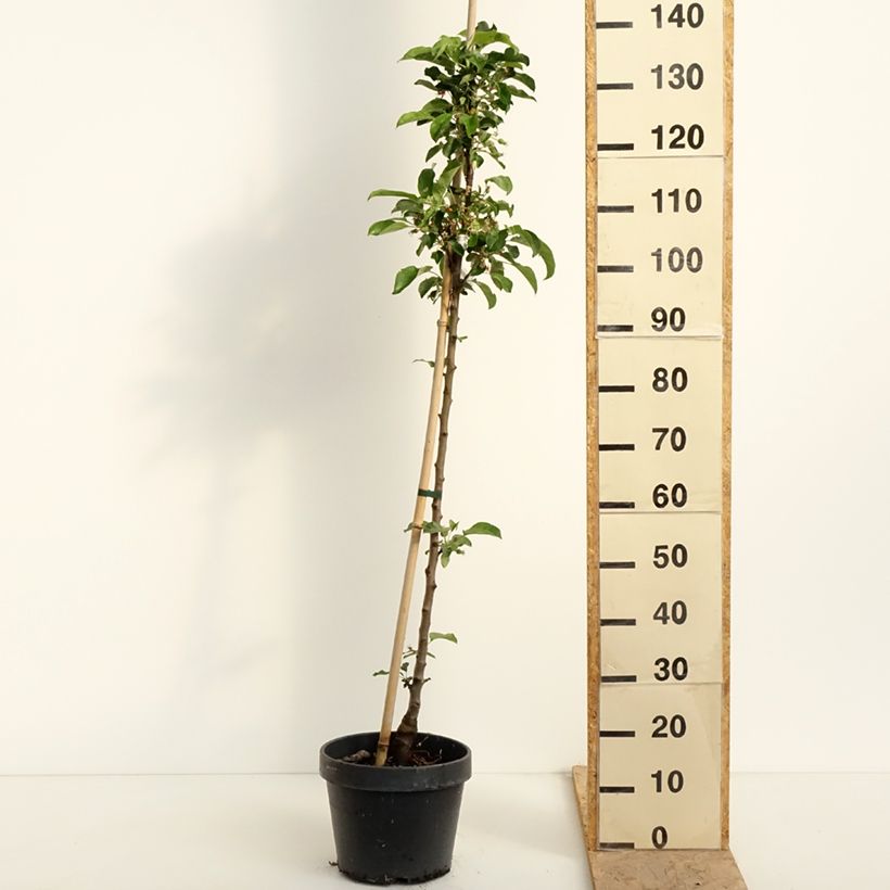 Exemplaar van Zuilvormige appelboom Chinon - Georges Delbard Pot van 7,5 l/10 l zoals geleverd in de lente