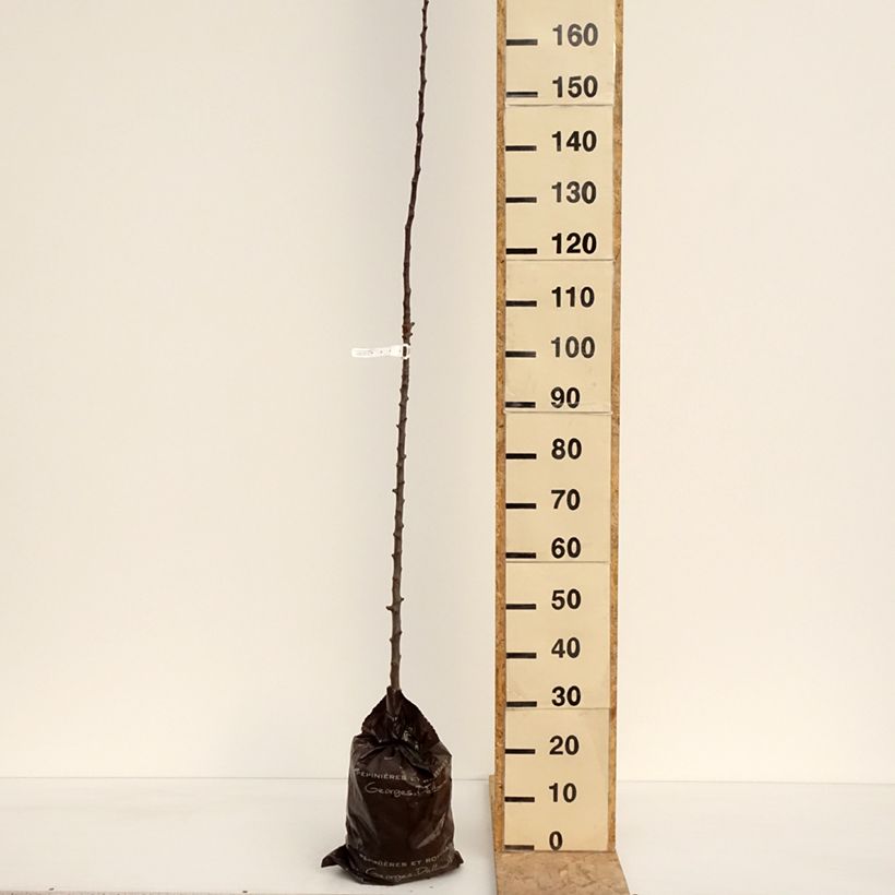 Exemplaar van Zuilvormige appelboom Courson - Georges Delbard Plantklare kluit, Zuilvormig zoals geleverd in de lente