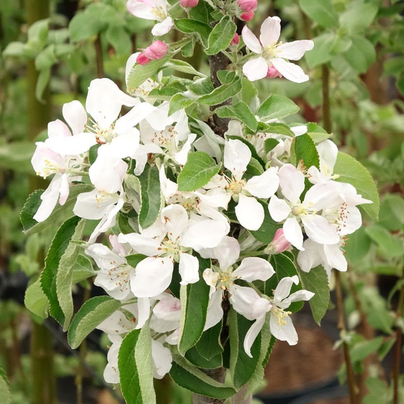Zuilvormige appelboom Rondo (Bloei)