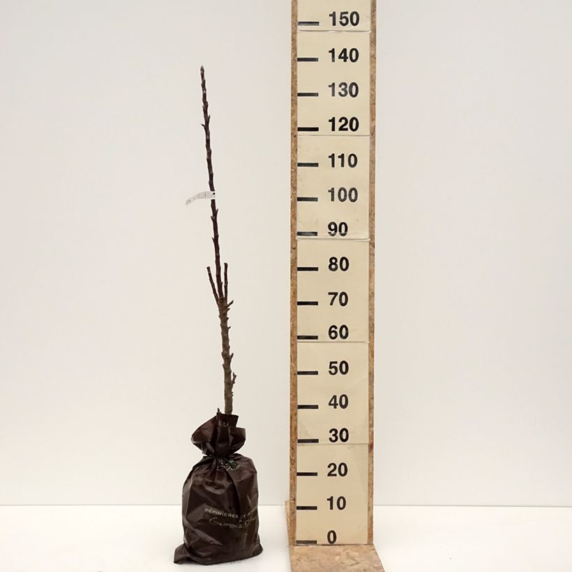 Exemplaar van Zuilvormige appelboom Villandry Georges Delbard Plantklare kluit, Zuilvormig zoals geleverd in de winter