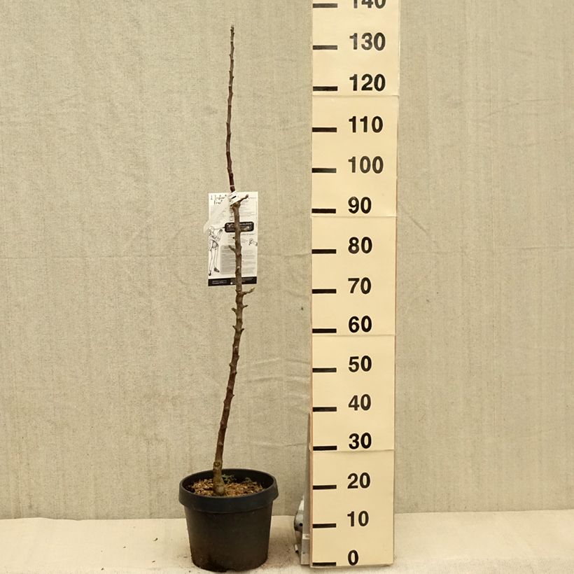 Exemplaar van Zuilvormige appelboom Villandry Georges Delbard Pot van 7,5 l/10 l, Zuilvormig zoals geleverd in de lente