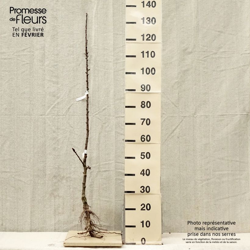 Exemplaar van Zuilvormige appelboom Courson - Georges Delbard Naakte wortel, Zuilvormig zoals geleverd in de winter
