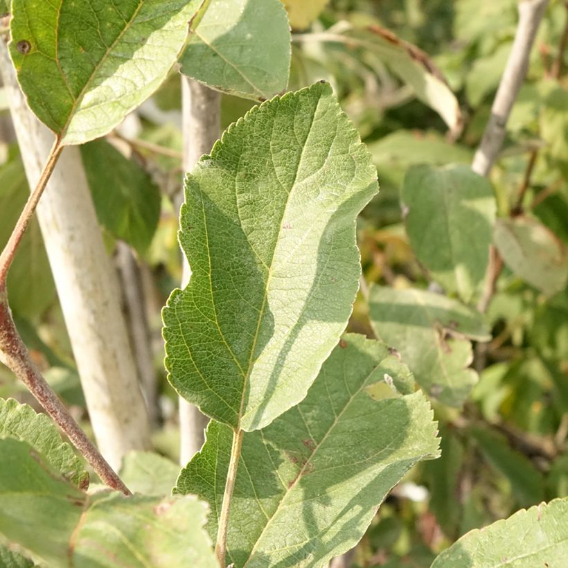 Appelboom Cox's Orange Pippin (Blad)