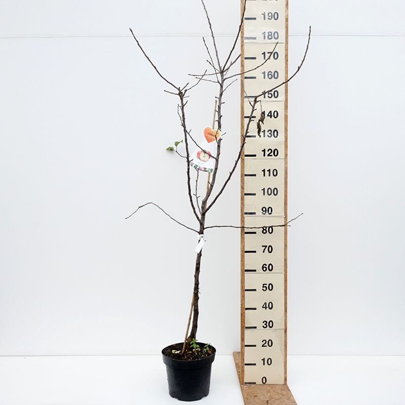Exemplaar van Appelboom Cox's Orange Pippin Pot van 7,5 l/10 l, Kelkvormig zoals geleverd in de herfst