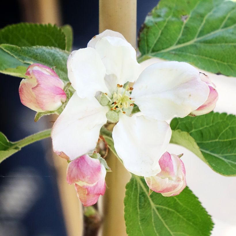 Appelboom Cynamonówka Prążkowana (Bloei)
