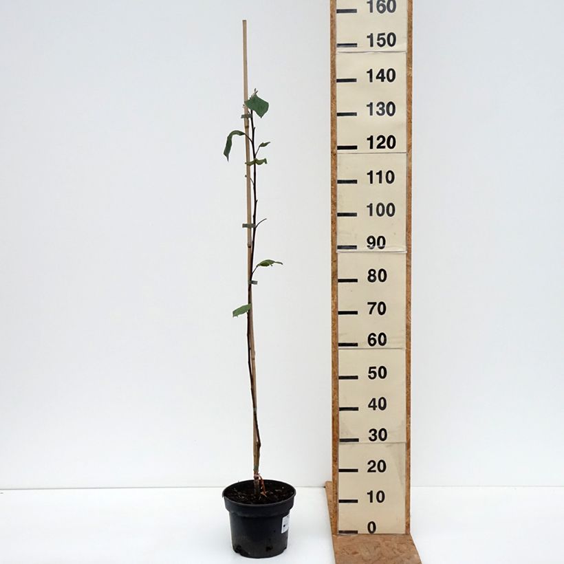 Exemplaar van Appelboom Cynamonówka Prążkowana Pot van 4 l/5 l, Onderstam zoals geleverd in de herfst
