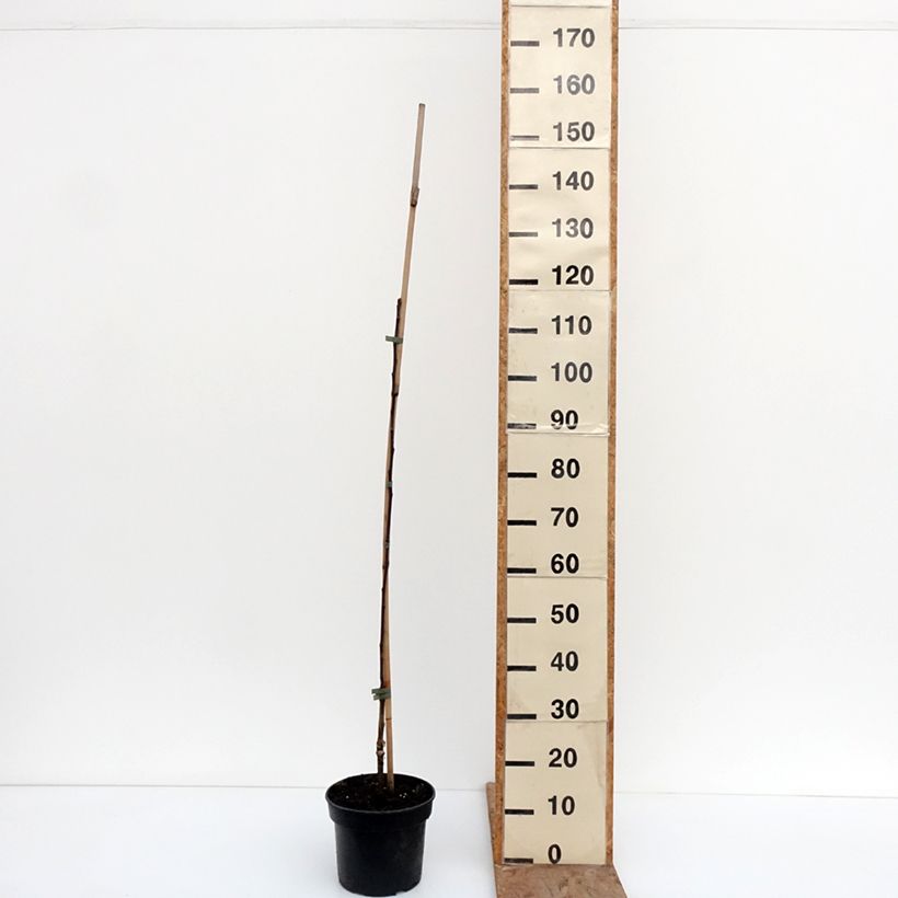 Exemplaar van Appelboom Cynamonówka Prążkowana Pot van 4 l/5 l, Onderstam zoals geleverd in de winter