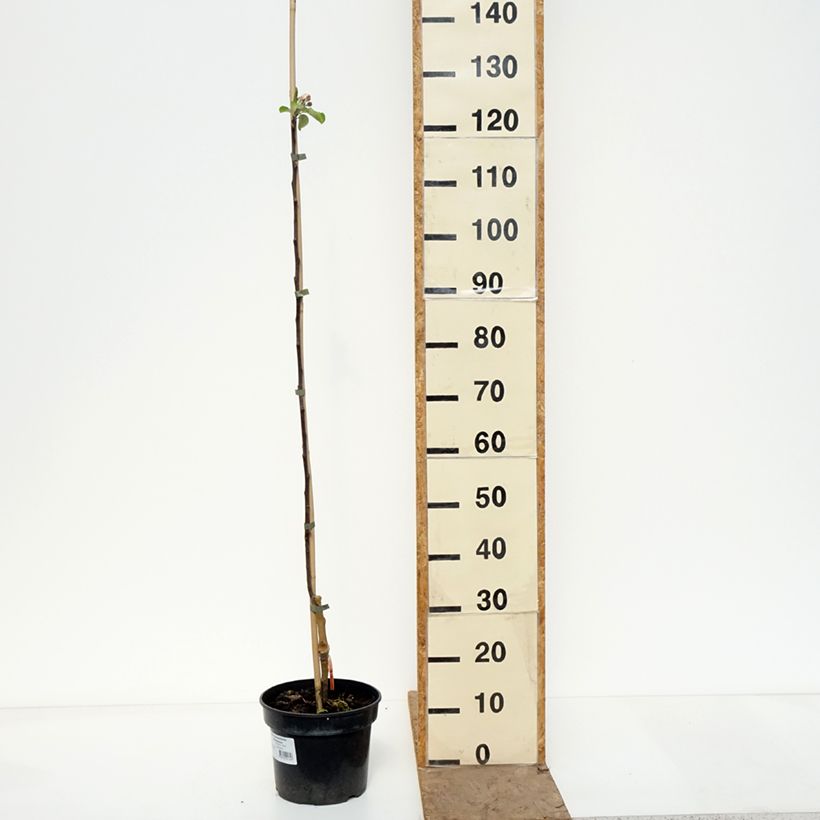 Exemplaar van Appelboom Cynamonówka Prążkowana Pot van 4 l/5 l, Onderstam zoals geleverd in de lente