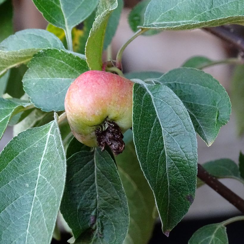 Malus Evereste Perpetu - Sierappel (Oogst)