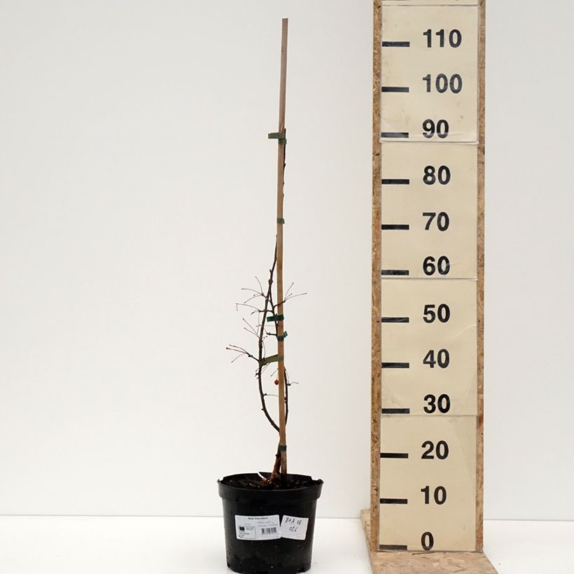 Example of Malus Adirondack - Sierappel Pot van 4 l/5 l as you get in hiver