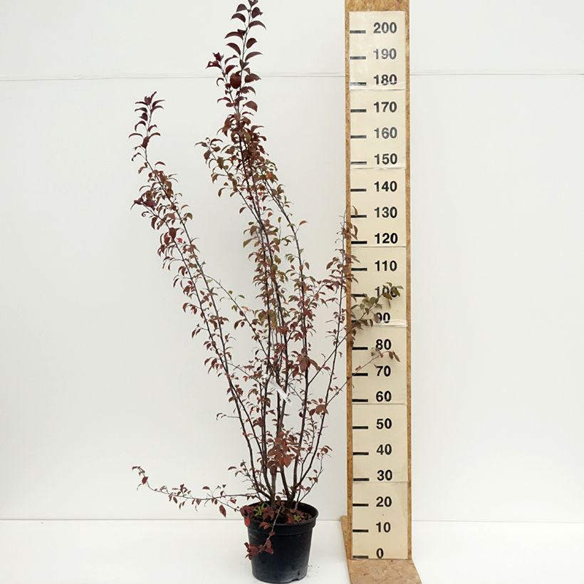 Exemplaar van Malus Coccinella Courtarou - Sierappel Pot van 7,5 l/10 l zoals geleverd in de zomer