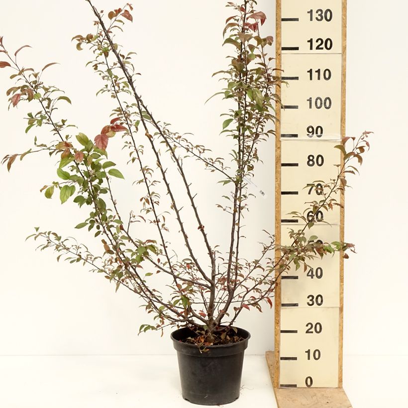 Example of Malus Coccinella Courtarou - Sierappel Pot van 7,5 l/10 l as you get in printemps